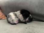Cavia beren, Dieren en Toebehoren, Knaagdieren, Cavia, Mannelijk, Mei, Tam