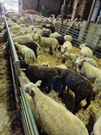 Hollandse fok ooien, Dieren en Toebehoren, Schapen, Geiten en Varkens, Vrouwelijk, Schaap