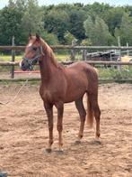 Orchid’s pony te koop, Dieren en Toebehoren, Gechipt, Ruin, Springpony, 3 tot 6 jaar