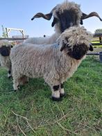 Walliser schwarznase ram lam arr/arr, Dieren en Toebehoren, Schapen, Geiten en Varkens, Mannelijk, Schaap