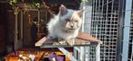 Ragdoll blue point katertjes te koop, Dieren en Toebehoren, Katten en Kittens | Raskatten | Langhaar, Kater, Gechipt, 0 tot 2 jaar