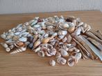 Schelpen, Verzamelen, Ophalen of Verzenden, Schelp(en)
