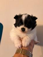 Pomeriaan pup mini reutje zeldzaam zwart/wit !, 8 tot 15 weken, Parvo, Eén hond, Nederland