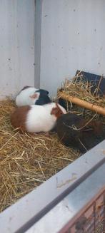 Cavia beertjes, Cavia, Mannelijk, Tam, Oktober