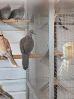 Grote parelhals tortels, Dieren en Toebehoren, Vogels | Duiven, Meerdere dieren, Overige soorten