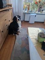 Bernersennen hond reu, Dieren en Toebehoren, Honden | Niet-rashonden, Reu, Parvo, Eén hond, 3 tot 5 jaar