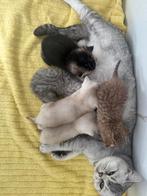 Te koop raszuivere britse korthaar kittens, Dieren en Toebehoren, Meerdere dieren, 0 tot 2 jaar