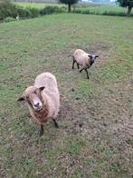 6 ouessant ooien, Dieren en Toebehoren, Schapen, Geiten en Varkens, Vrouwelijk, Schaap