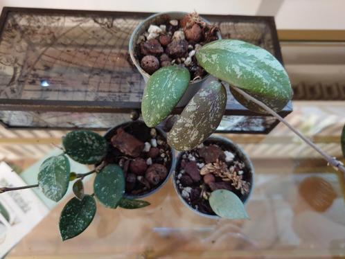 Hoya's Pakket, Huis en Inrichting, Kamerplanten, Overige soorten, Minder dan 100 cm, Ophalen of Verzenden