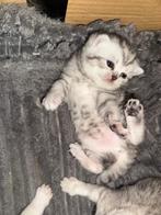 Britse korthaar kittens van de Whiskas reclame  silvertabby, Dieren en Toebehoren, Meerdere dieren, Gechipt, 0 tot 2 jaar