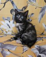 Hele aanhankelijke kittens, wo.Tortipoesje Lena, Meerdere dieren