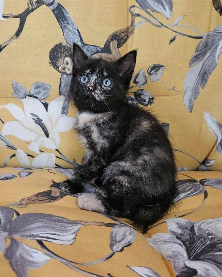 Hele aanhankelijke kittens, wo.Tortipoesje Lena, Dieren en Toebehoren, Katten en Kittens | Overige Katten, Meerdere dieren