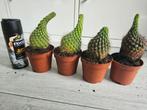 Cactussen te koop 4 stuks, 2 euro per stuk, Huis en Inrichting, Kamerplanten, Ophalen, Cactus, Minder dan 100 cm