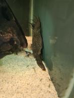 Wabenmuster Ancistrus kweekgroep te koop, Dieren en Toebehoren, Vissen | Aquariumvissen, Vis