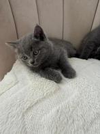 🐾 Raszuivere Britse korthaar kittens 🐾, Kater, Ontwormd