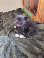 Kittens nu 5 weekjes twee katers een wilde en rustige super, Dieren en Toebehoren, Kater, Ontwormd