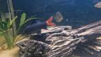 Roodstaart labeo 15cm, Dieren en Toebehoren, Vissen | Aquariumvissen, Vis