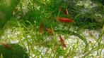 Neocaridina garnalen 50ct per stuk, Dieren en Toebehoren, Vissen | Aquariumvissen, Kreeft, Krab of Garnaal, Zoetwatervis