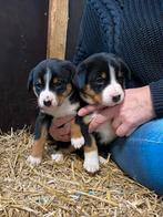 Appenzeller sennen puppy’s, Rabiës (hondsdolheid), 8 tot 15 weken, Meerdere, Meerdere dieren
