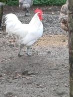 TKP:  3 prachtige  Australorps hanen euro 5,= per stuk., Dieren en Toebehoren, Pluimvee, Mannelijk, Kip