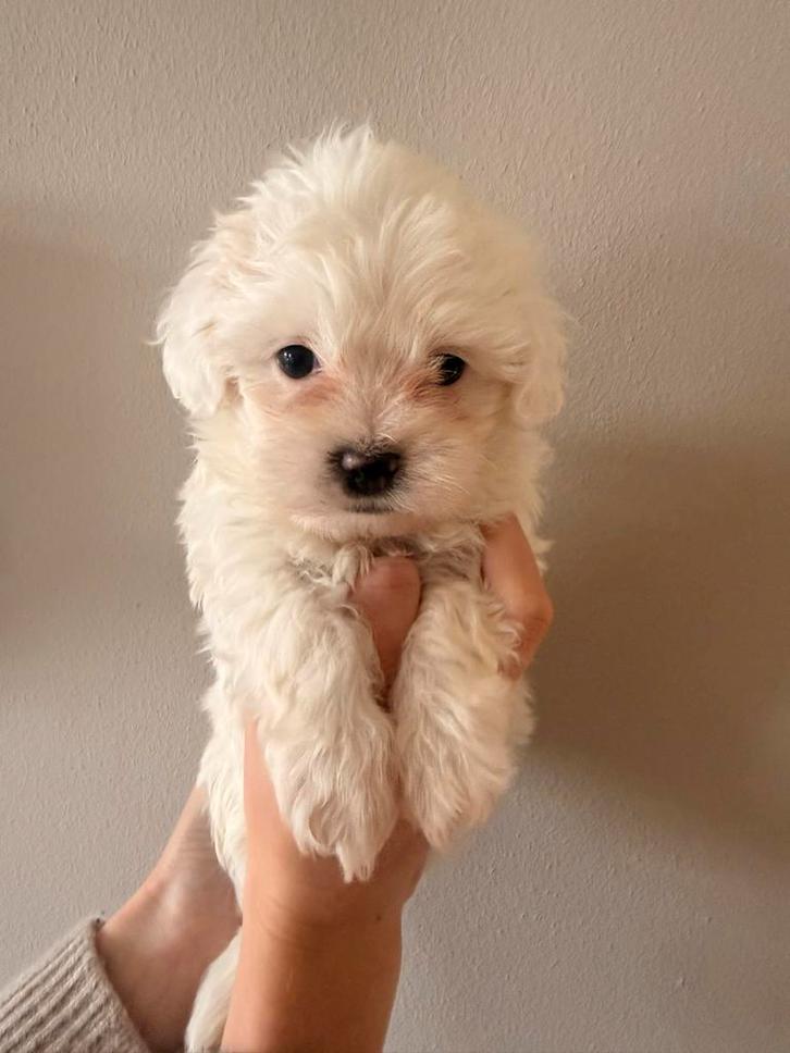 Maltezer leeuwtje x boomer pups, Dieren en Toebehoren, Honden | Niet-rashonden, Klein, Meerdere dieren, Particulier, Meerdere