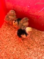 Brahma kuikens, Dieren en Toebehoren, Pluimvee, Geslacht onbekend, Kip