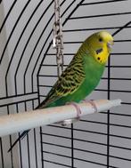 Grasparkiet Pop met kooi Ferplast en toebehoren, Ophalen, Zo goed als nieuw, Metaal, Vogelkooi