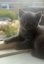 Heel schattig Blauw Brits Britse korthaar katertje❤️kitten, Dieren en Toebehoren, Katten en Kittens | Raskatten | Korthaar, Meerdere dieren