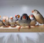 Zebravinken te koop, Dieren en Toebehoren, Vogels | Overige Vogels, Meerdere dieren, Tropenvogel, Geringd
