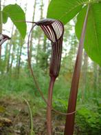 Arisaema costatum, zeldzame schaduwplant, Ophalen, Lente, Vaste plant, Halfschaduw