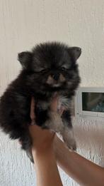 Nog maar 1 prachtige pomeranian/pomeriaan bear face dames, België, Particulier, Rabiës (hondsdolheid), Overige rassen