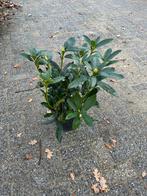 Rhododendron Cunningham White - Prachtige Bloeier!, Tuin en Terras, Planten | Tuinplanten, Vaste plant, Halfschaduw, Lente, Ophalen