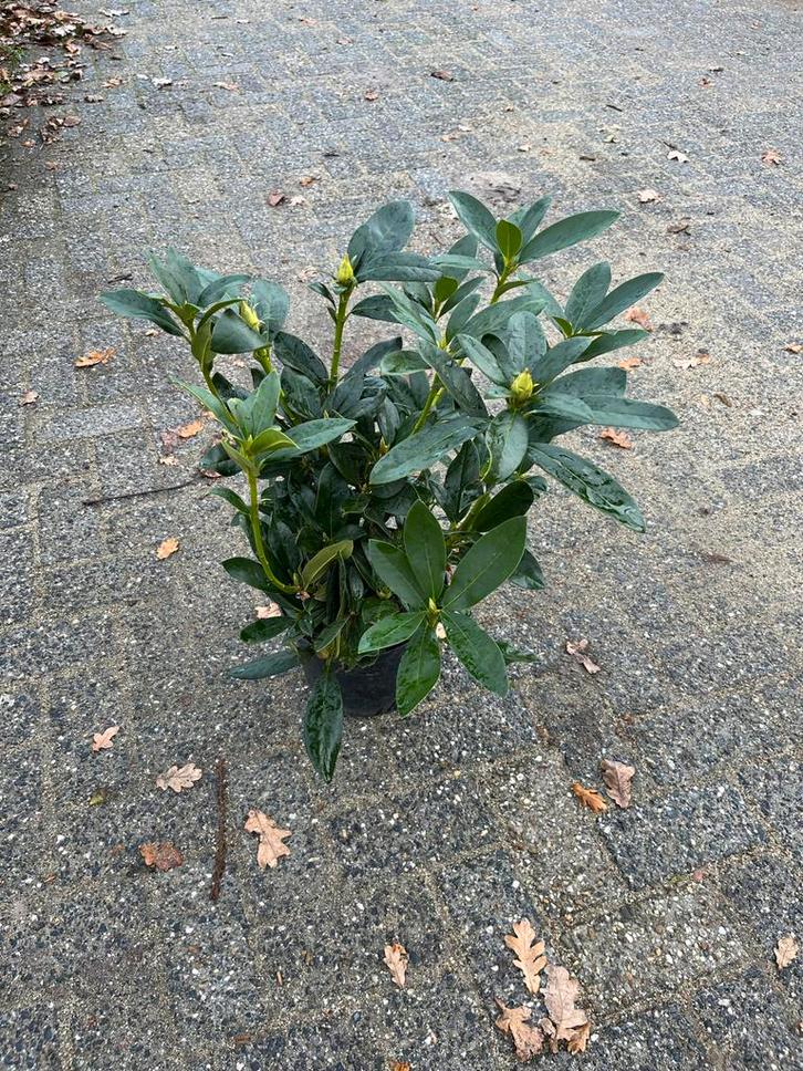 Rhododendron Cunningham White - Prachtige Bloeier!, Tuin en Terras, Planten | Tuinplanten, Vaste plant, Overige soorten, Halfschaduw