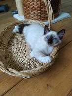 Heilige Birmaan kittens, Meerdere dieren, Gechipt, 0 tot 2 jaar