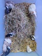 Fancy Rex ratten te koop., Dieren en Toebehoren, Knaagdieren, Rat, Januari, Meerdere dieren, Tam