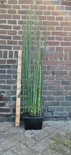 Japanse holpijp  Equisetum japonicum  moeras vijver plant, Ophalen, Vaste plant, Halfschaduw, Zomer