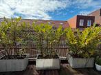 Prunus Caucasica (laurier), Tuin en Terras, Planten | Struiken en Hagen, Ophalen, Laurier