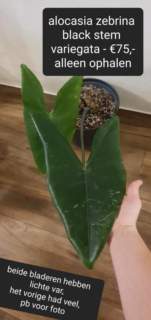 Alocasia zebrina black stem variegata, Huis en Inrichting, Kamerplanten, Overige soorten, Minder dan 100 cm, Halfschaduw, Ophalen