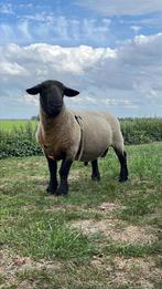 Suffolk ram, Dieren en Toebehoren, Mannelijk, Schaap, 3 tot 5 jaar