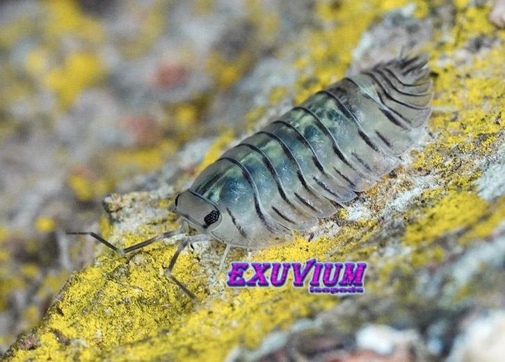Troglodillo sp. Moth isopods / pissebedden, Dieren en Toebehoren, Insecten en Spinnen, Overige soorten