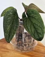 Anthurium Radicans x Luxurians, Ophalen of Verzenden, Overige soorten, Minder dan 100 cm