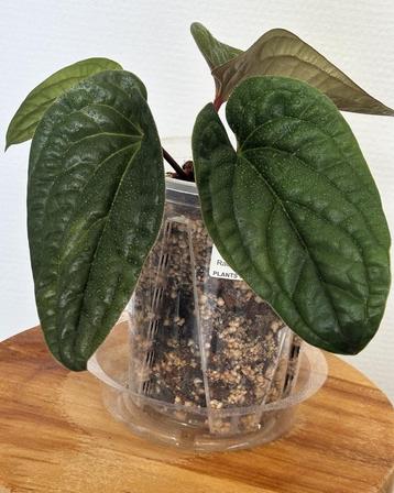 Anthurium Radicans x Luxurians beschikbaar voor biedingen