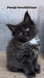 Maine Coon kittens, Meerdere dieren, Gechipt, 0 tot 2 jaar