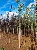 Prunus domestica 'Opal'🫒 (pruimenboom), Ophalen, Volle zon, Overige soorten