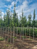 Ginkgo biloba japanse notenbomen in maten!, Tuin en Terras, Planten | Bomen, Ophalen of Verzenden, Bloeit niet, Volle zon, Overige soorten