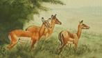 Safari-Kenya 3gazellen originele aquarel Daniel Njorogo 1989, Antiek en Kunst, Kunst | Schilderijen | Klassiek, Ophalen