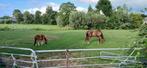 Gezocht stal maatje voor ons paard, Ophalen of Verzenden