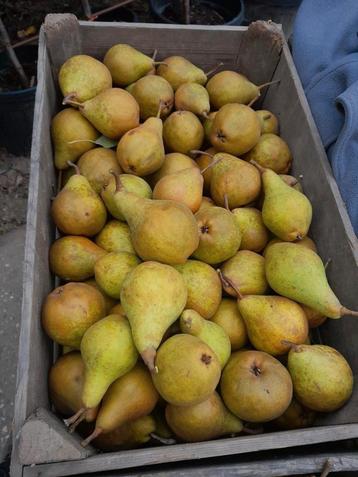 Peren  beschikbaar voor biedingen