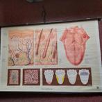 schoolplaat anatomische plaat tong, Antiek en Kunst, Ophalen of Verzenden, Natuur en Biologie