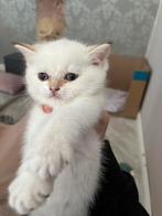 Ragdoll kittens te koop, Poes, Ontwormd